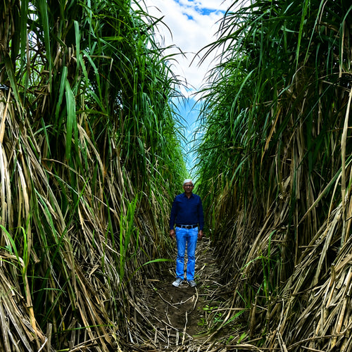 Guide to Sugarcane Farming in North India